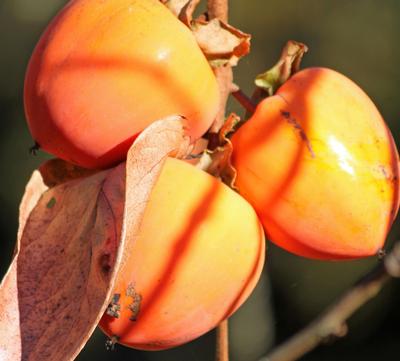 Persimmon Trio